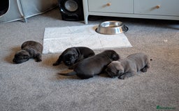 Mixed Breed dogs for sale: American pocket Corso - Image 1