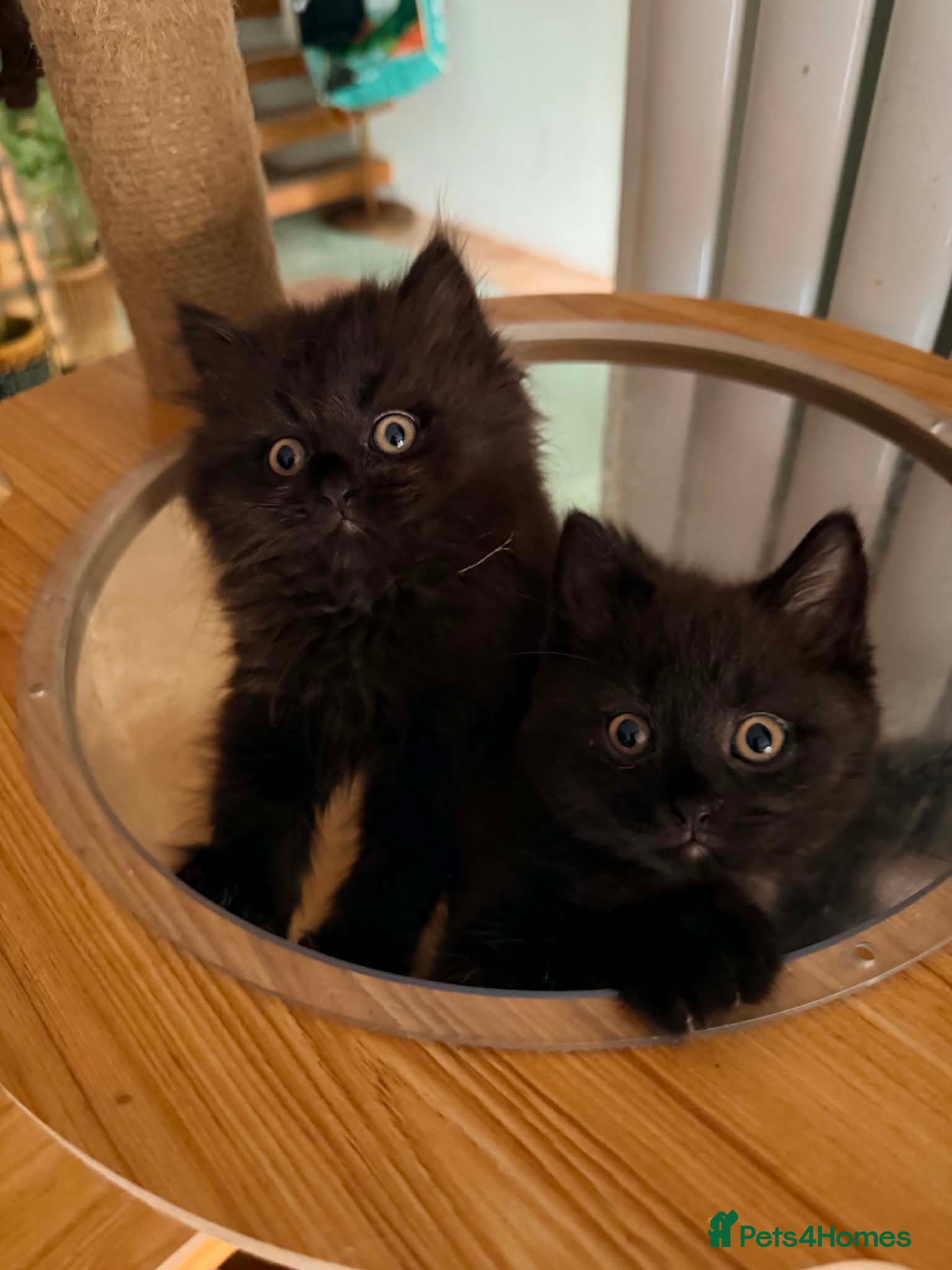 British Shorthair cats BRITISH SHORTHAIR DOLLS READY NOW! - Advert 2