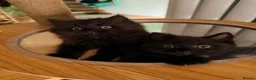 British Shorthair cats for sale: BRITISH SHORTHAIR DOLLS READY NOW! in Uxbridge - Advert 2