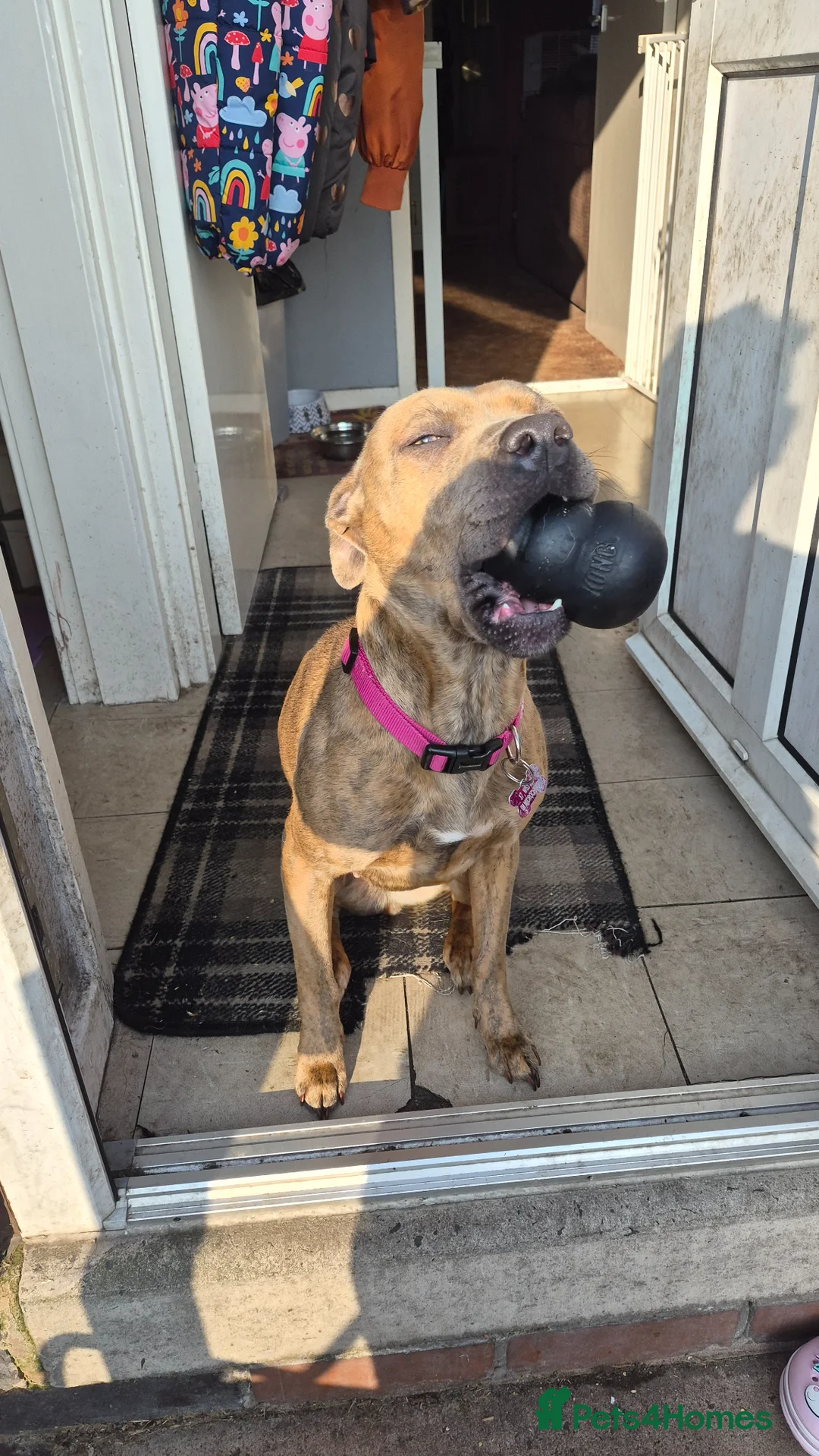 Mixed Breed dogs for sale: Presa Canario x Staffordshire Bull Terrier in Walsall - Advert 1