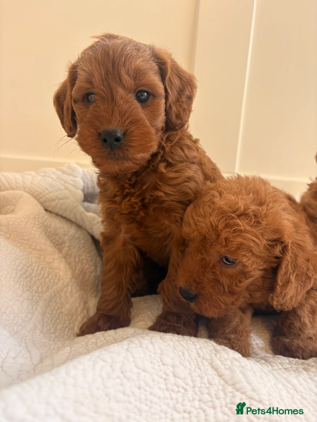 Labradoodle dogs for sale: LICENSED BREEDER QUALITY MINI LABRADOODLES - Advert 14