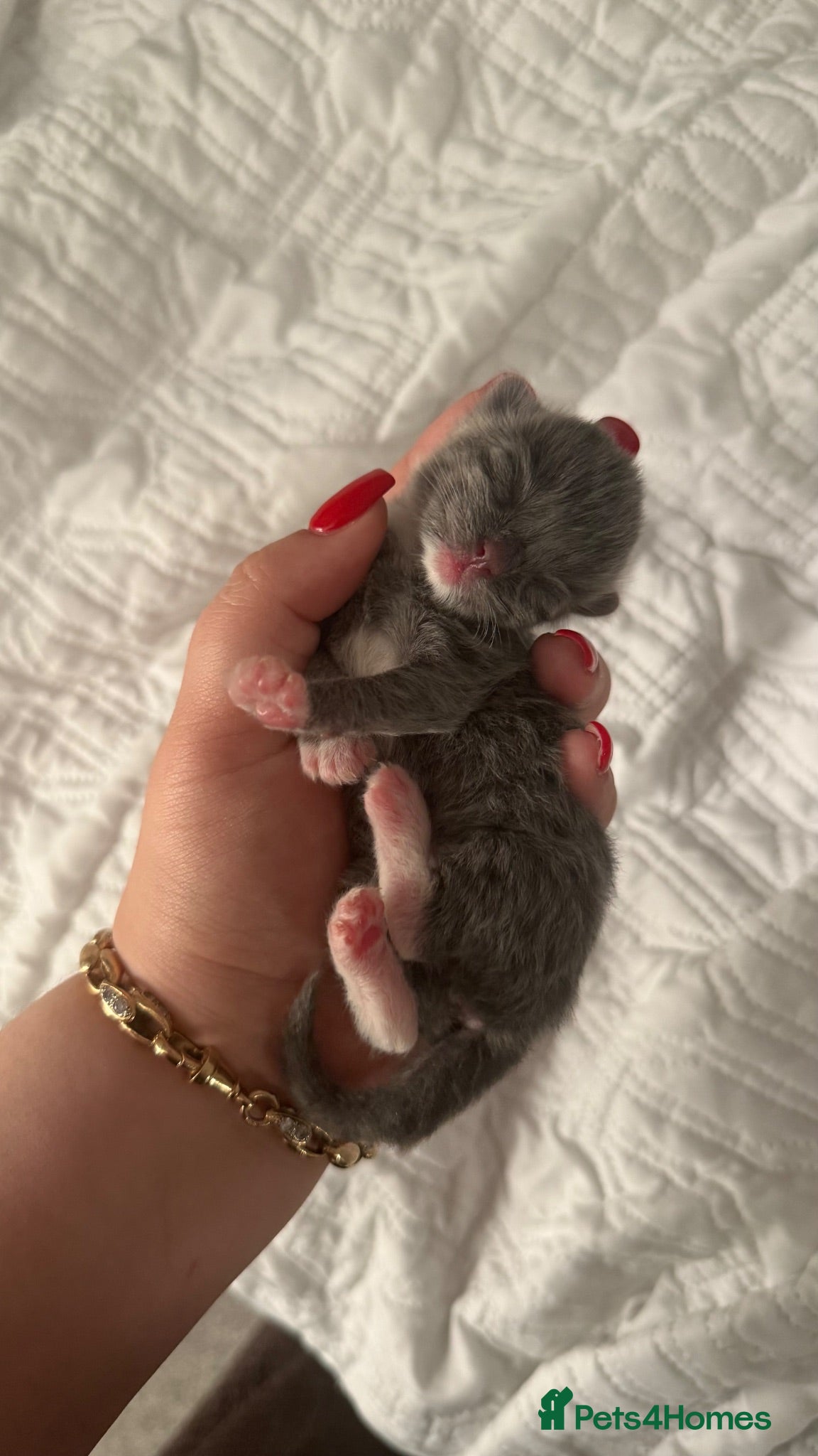 Ragdoll cats British longhair x ragdoll kittens✨ - Advert 2