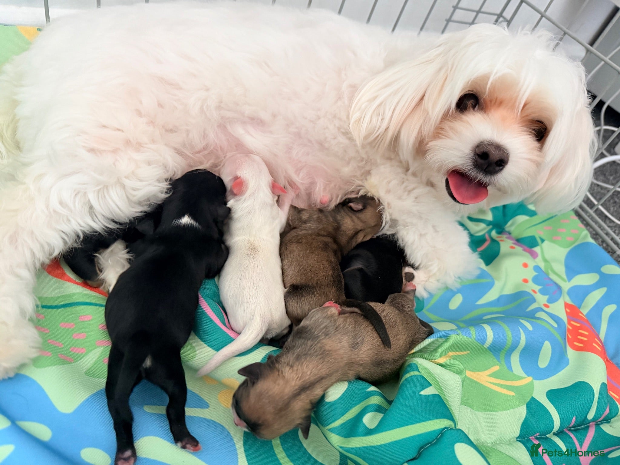 Mixed Breed dogs Tiny Malchi puppies - Advert 1
