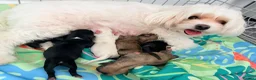 Mixed Breed dogs for sale: Tiny Malchi puppies - Advert 4