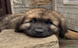 Leonberger dogs for sale: Stunning Leonberger Puppies - Image 2