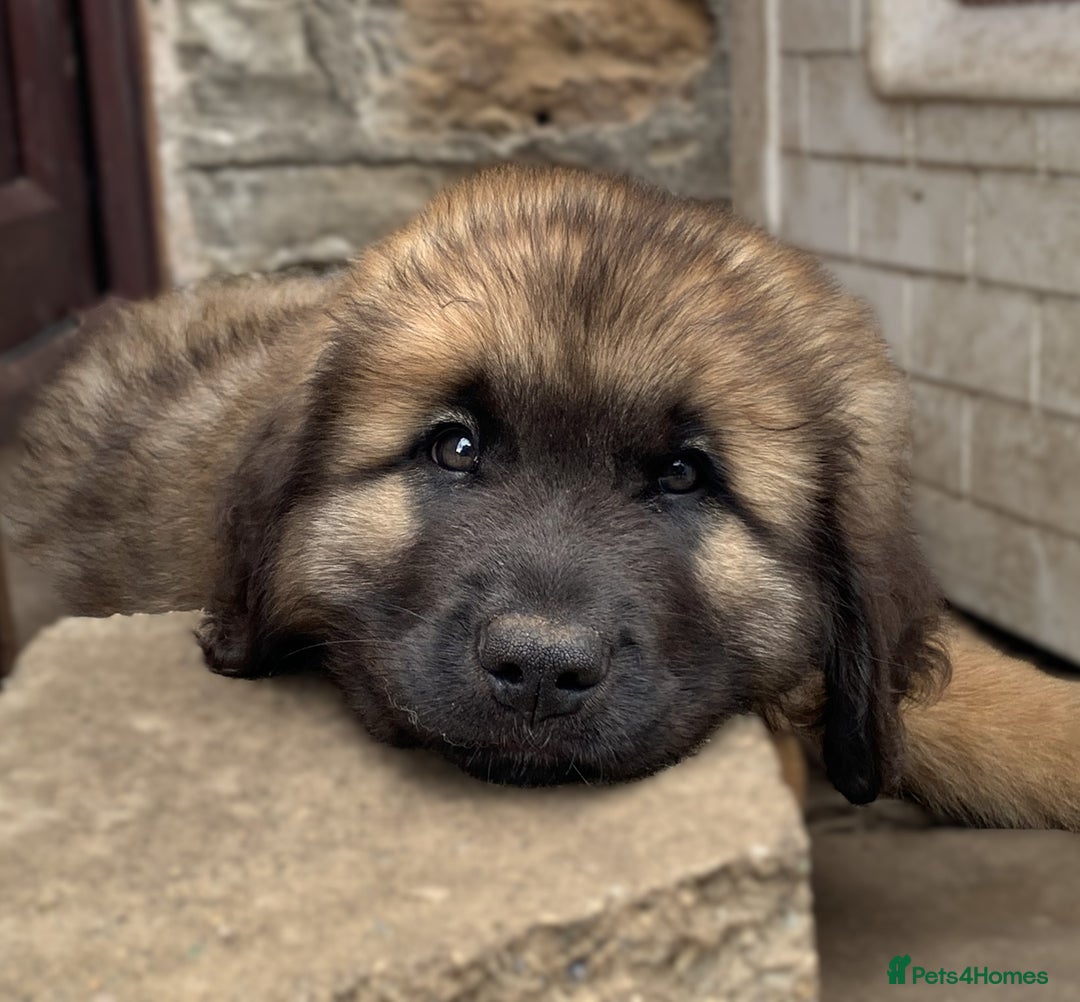 Leonberger dogs for sale: Stunning Leonberger Puppies - Image 2