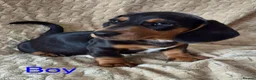 Miniature Dachshund dogs for sale: Miniature Dashunds  in Chelmsford - Advert 2