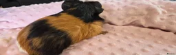 Guinea Pig rodents for sale: Beautiful female guinea pigs - Advert 15