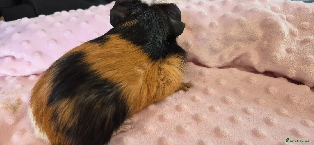 Guinea Pig rodents for sale: Beautiful female guinea pigs - Advert 15