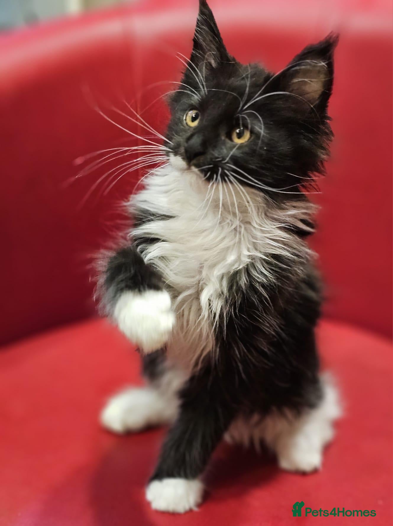 Maine Coon cats TICA Registered Maine Coon Kittens –  Ready Now!  - Advert 3