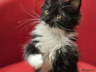 Maine Coon cats TICA Registered Maine Coon Kittens – Ready Now! - Advert 3