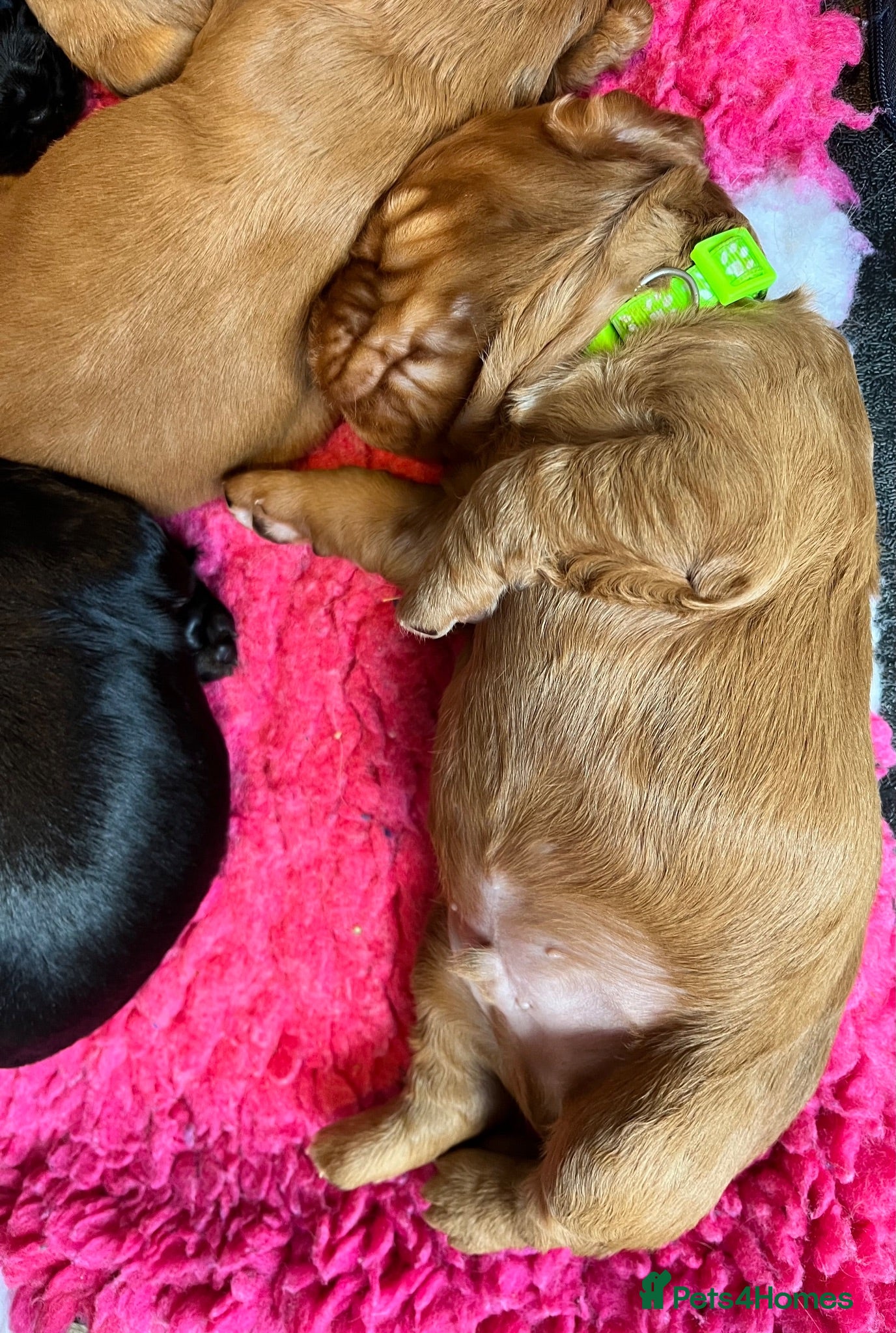 Cocker Spaniel dogs Gorgeous PRA/FN clear working cocker puppies  - Advert 2