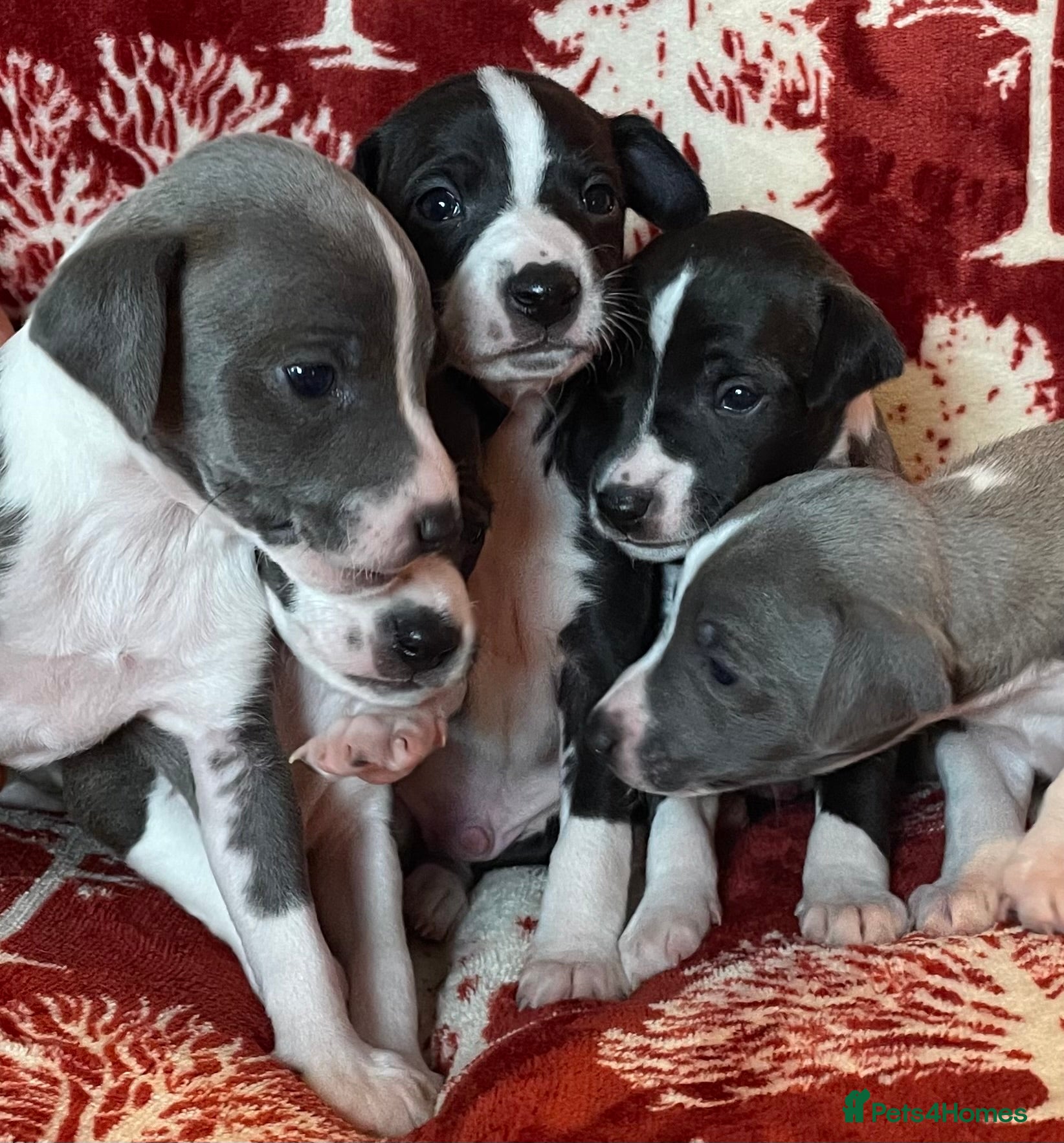 Mixed Breed dogs 3/4 Italian Greyhound puppies - Advert 2