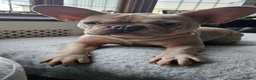 French Bulldog dogs for sale: French Bulldog  - Advert 4