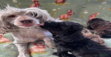 Cockapoo dogs - Advert 5