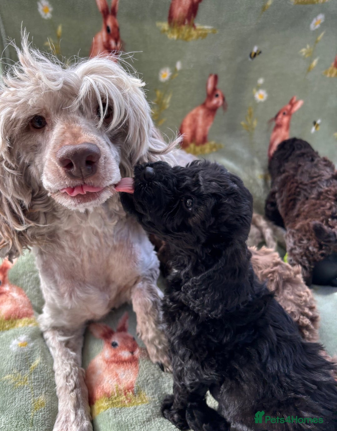 Cockapoo dogs for sale: PRA clear F1b Cockapoo puppies  - Image 2