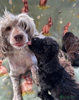 Cockapoo dogs - Advert 2