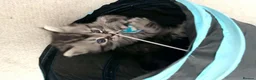 Siberian cats for sale: 4 Stunning Siberian X Norwegian Forest Kittens🐾   in Fareham - Advert 8