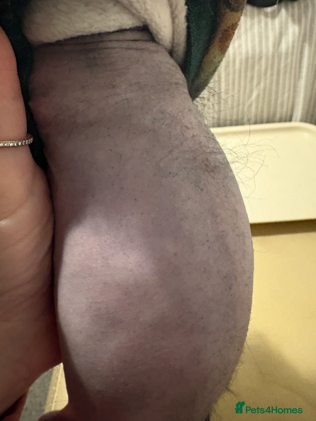 Chinese Crested dogs for sale: Stunning Chinese Cresteds - Advert 2