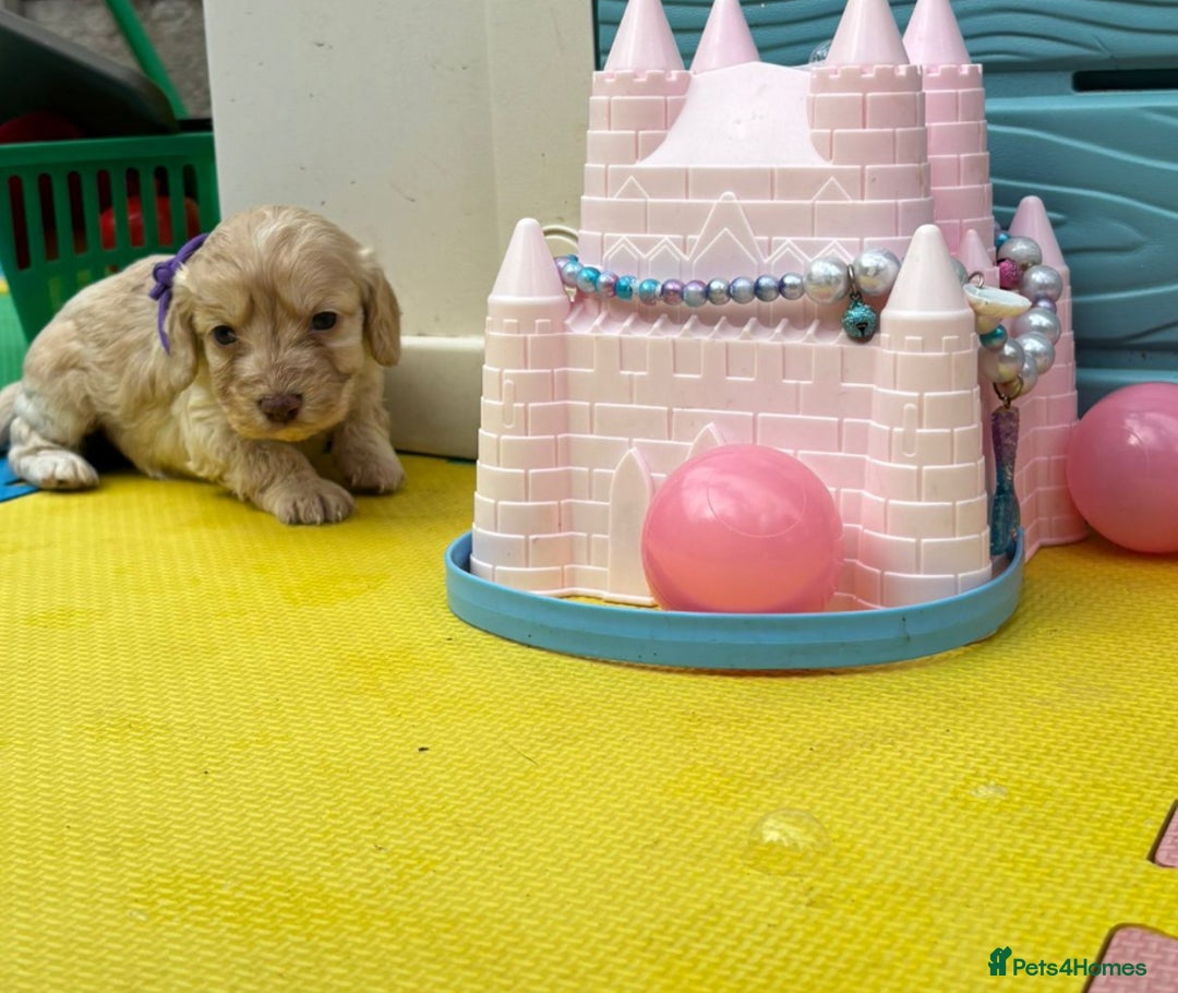 Cockapoo dogs for sale: DNA CLEAR F1  choc, merle, champagne, black - Image 40