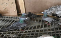 Pigeons birds for sale: Baby and adult racing Pigeons  - Image 10
