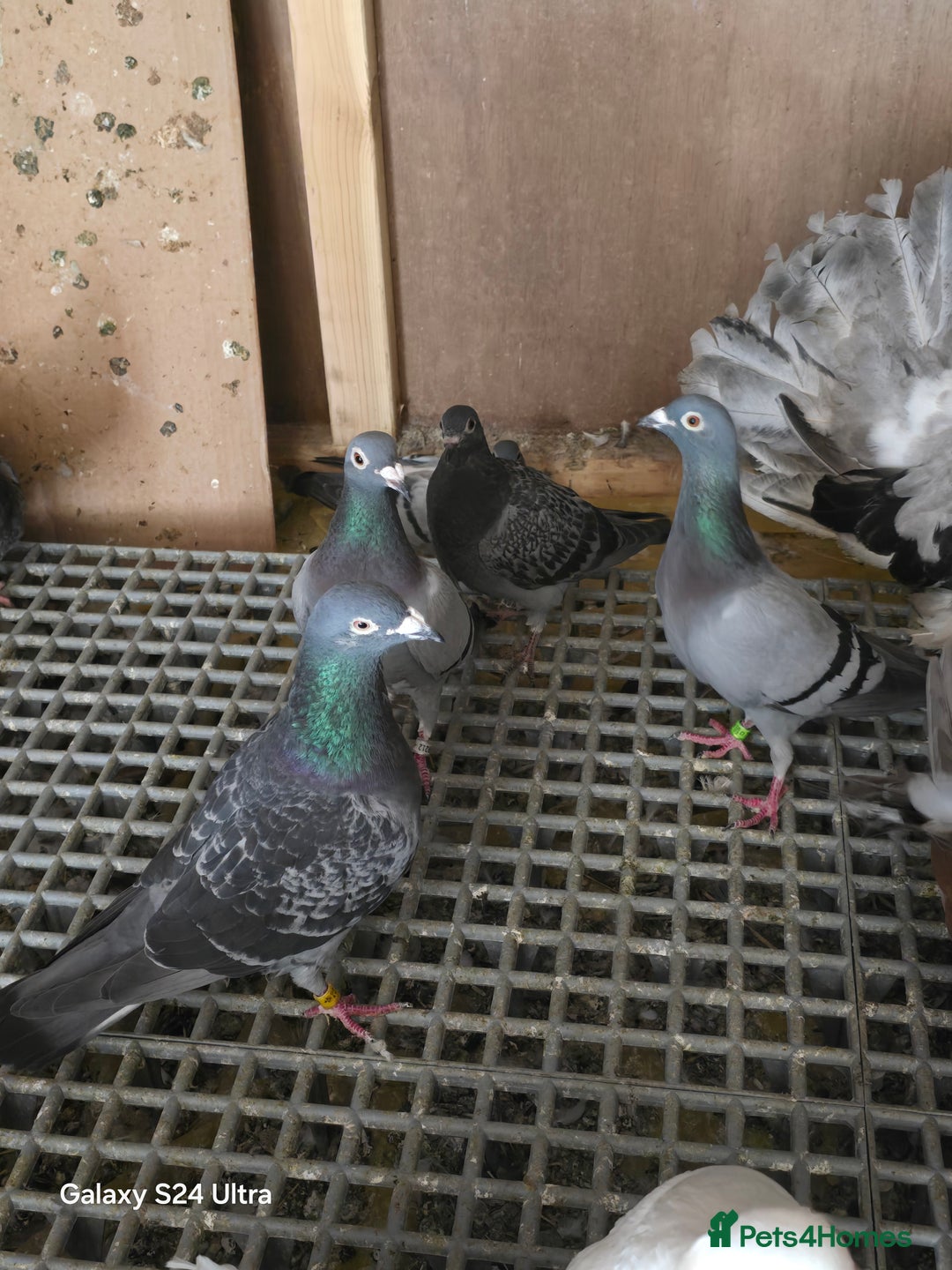 Pigeons birds for sale: Baby and adult racing Pigeons  - Image 10