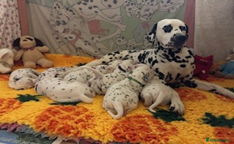 Dalmatian dogs - Advert 3
