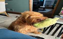 Hungarian Vizsla dogs for sale: Rehoming our beautiful boy Lake - Image 3