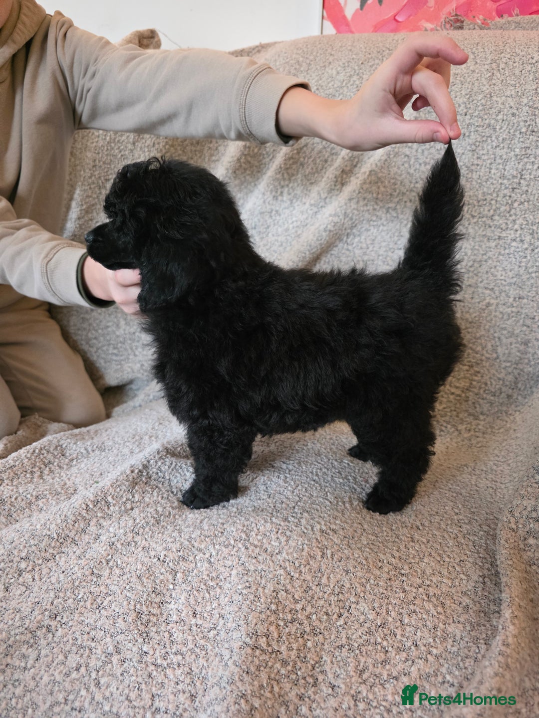 Miniature Poodle dogs for sale: Miniature Poodle Puppies – KC Registered - Advert 8