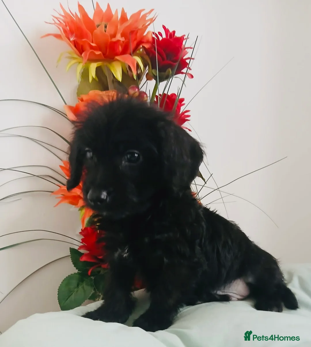 Doxiepoo dogs for sale: Beautiful,  little puppies for sale! 🐾 - Advert 2