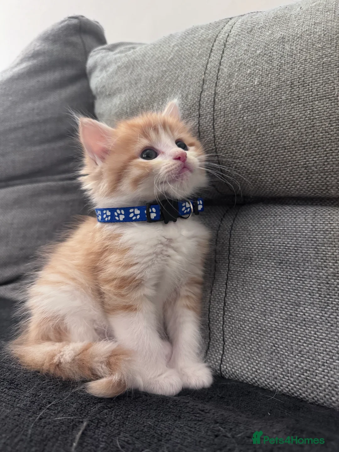 Mixed Breed cats for sale: Beautiful kittens looking for new home ❤️ - Advert 2