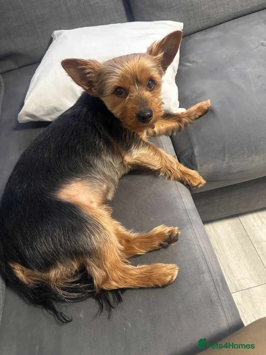 Yorkshire Terrier dogs for stud: Cute Yorkie Boy ready for stud - Advert 2