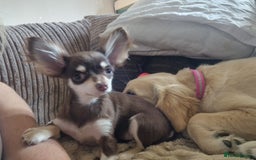 Chihuahua dogs for sale: Lovely little Chihuahua Female - Image 3