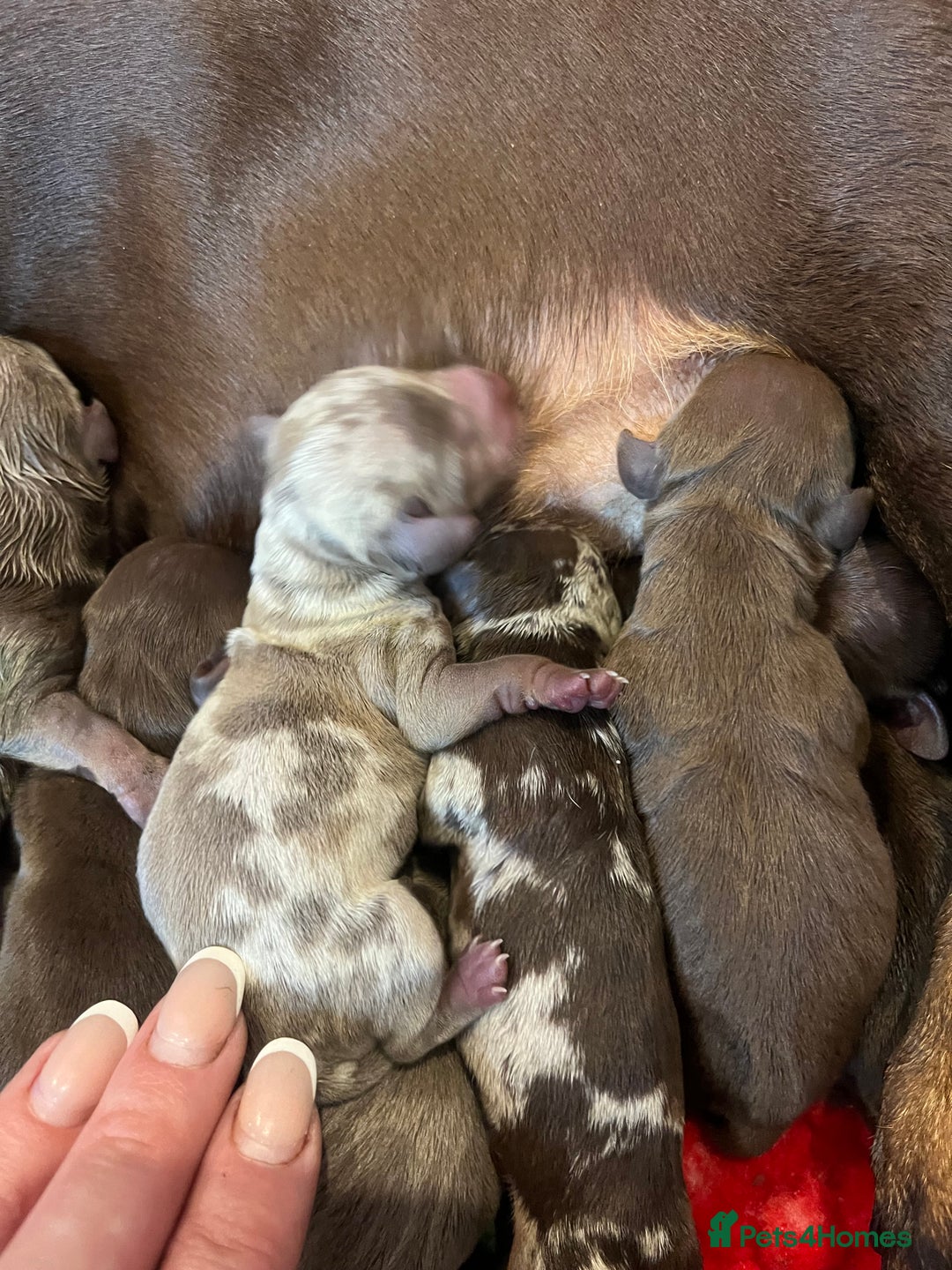 Miniature Dachshund dogs for sale: Isabella dapple KC stunning healthy dachshund  - Image 8