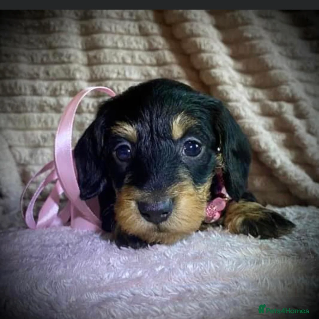 Miniature Dachshund dogs for stud: Miniature Wire Haired Dachshund Stud in Manchester - Advert 7