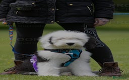 Old English Sheepdog dogs for stud: OLD ENGLISH SHEEPDOG for Stud KC Registered - Image 13