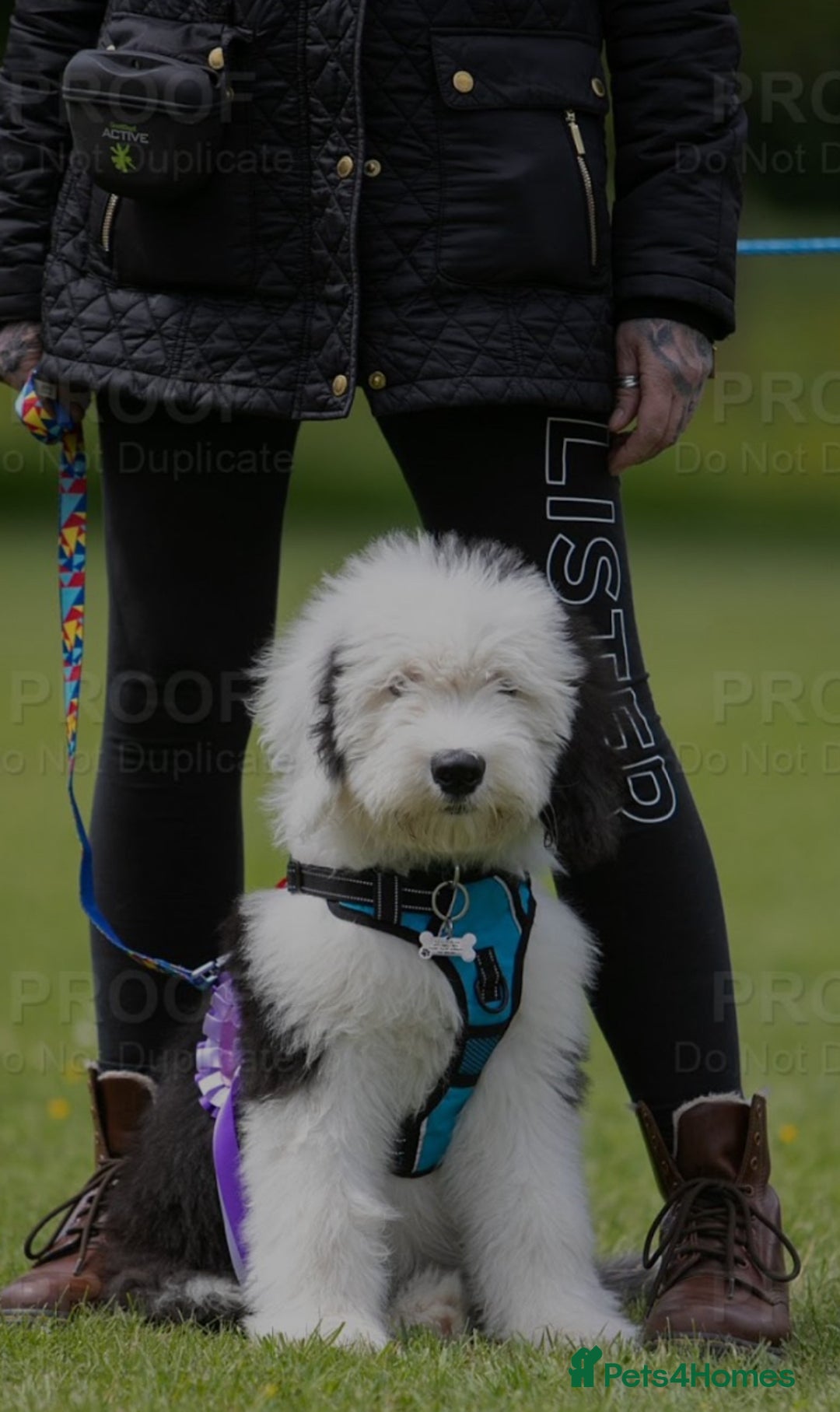 Old English Sheepdog dogs for stud: OLD ENGLISH SHEEPDOG for Stud KC Registered - Image 13