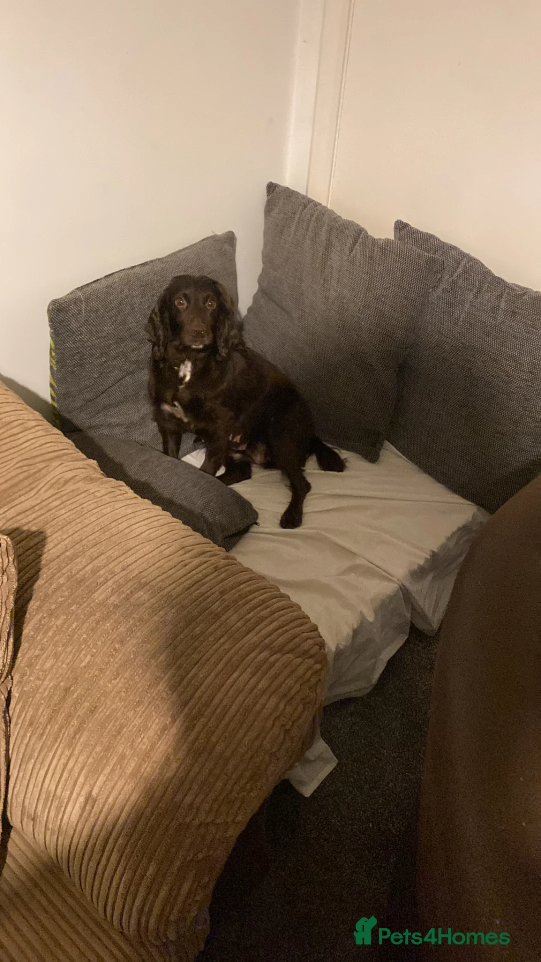 Cockapoo dogs for sale: Cockapoo  in Bristol - Advert 4