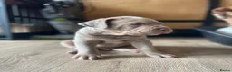 Bandog dogs for sale: Bandog x Bulldog puppies in Watford - Advert 16