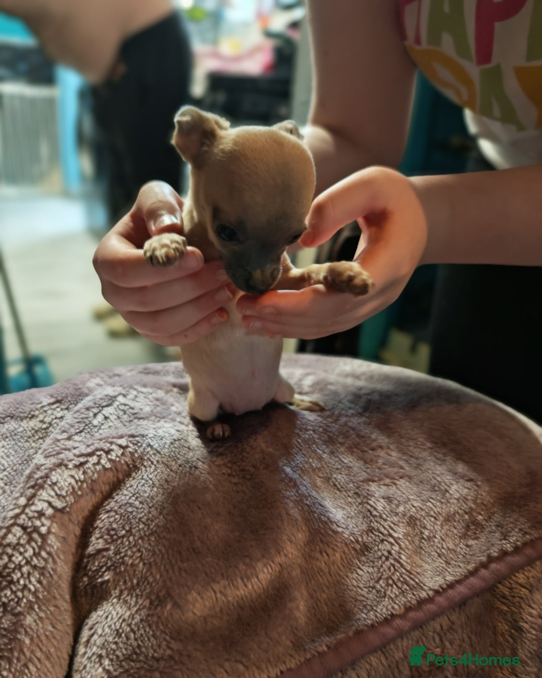 Chihuahua dogs for sale: Apple head chihuahua puppys - Image 5