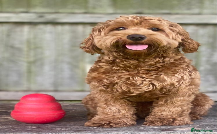 Mixed Breed dogs - Advert 2