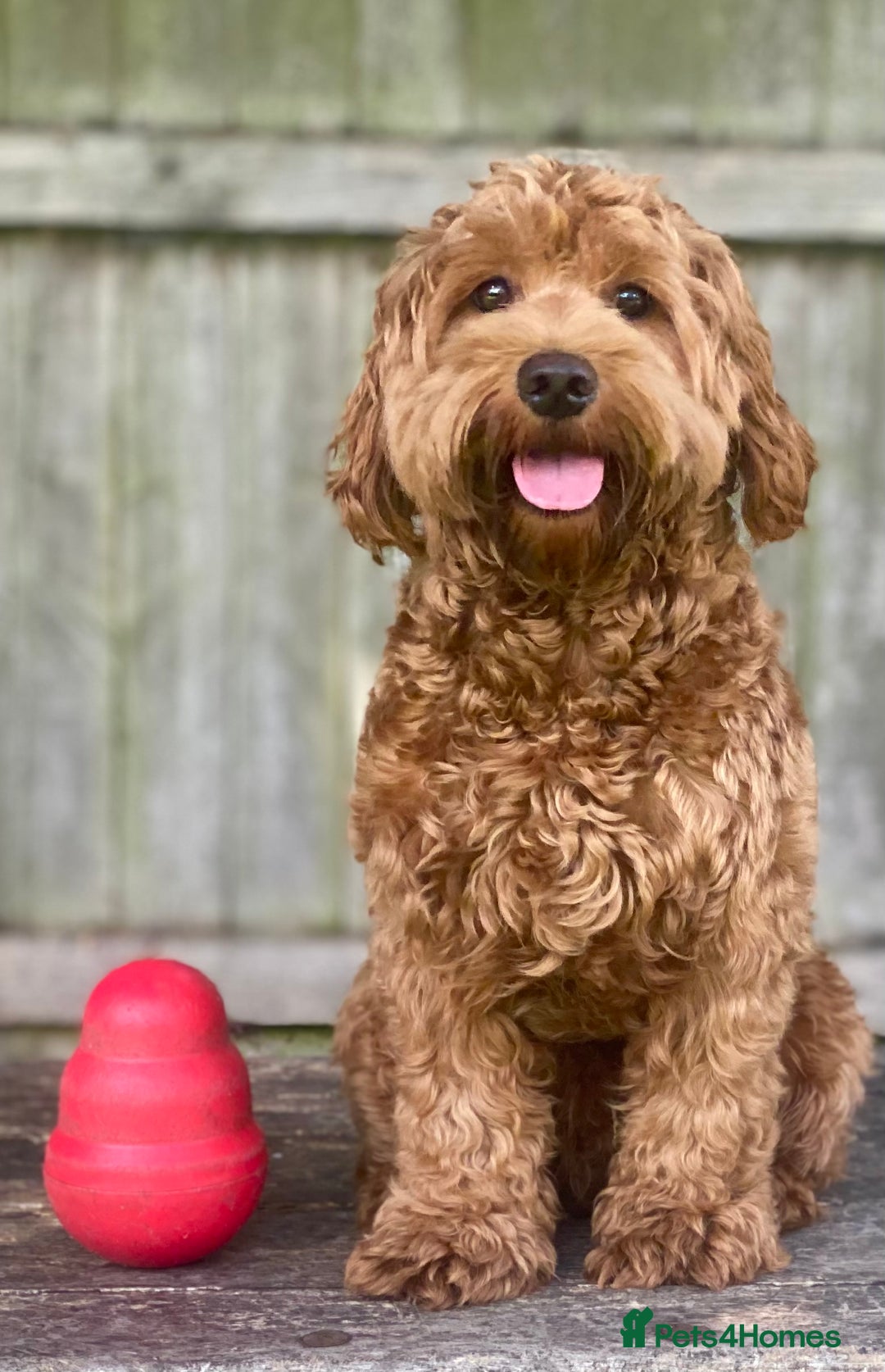 Mixed Breed dogs for sale:  Cavapoo x Cockapoo Ready 9th August - Image 2
