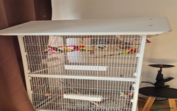 Lovebirds birds for sale: love bird and cage  - Image 3