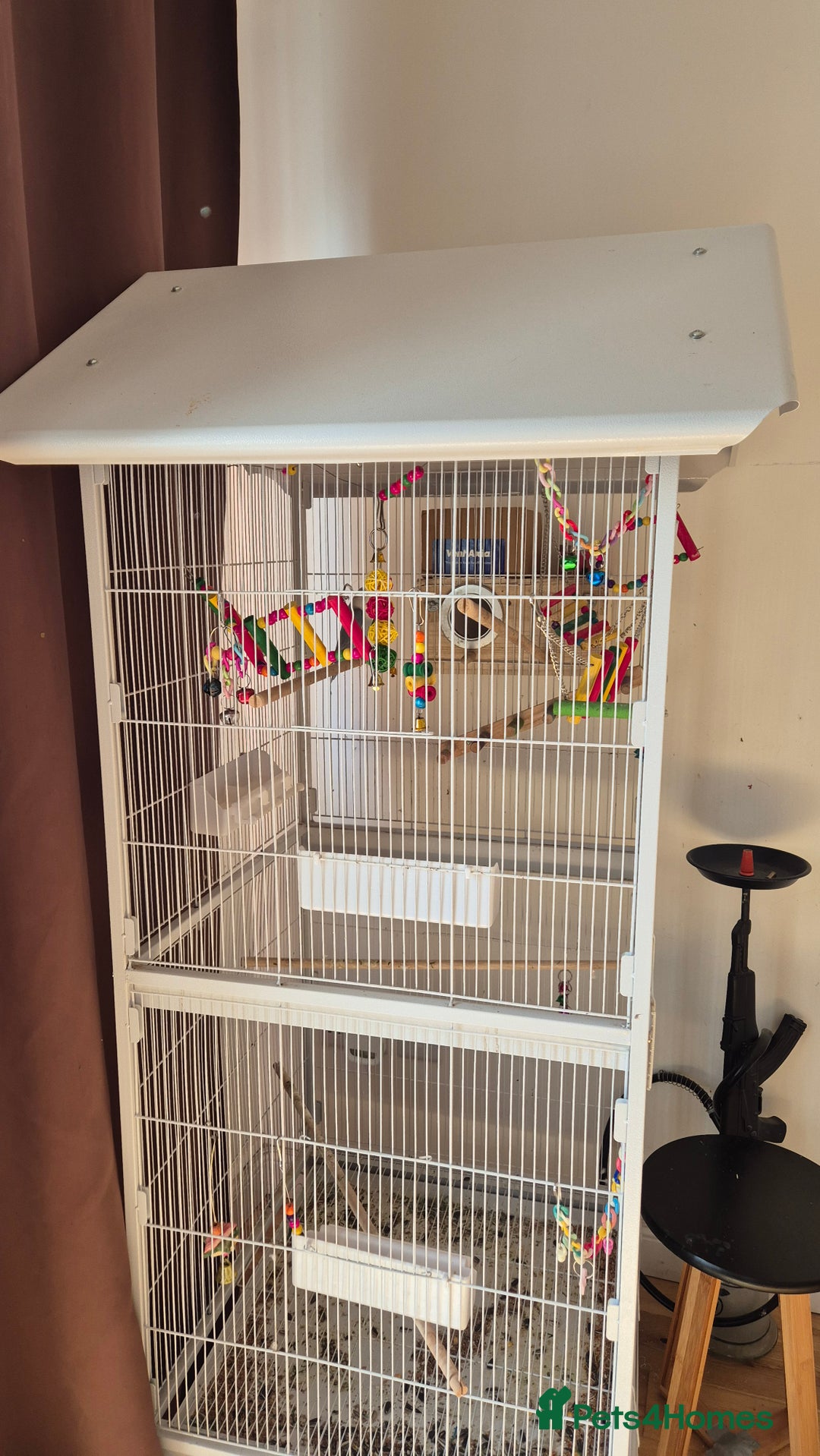Lovebirds birds for sale: love bird and cage  - Image 3