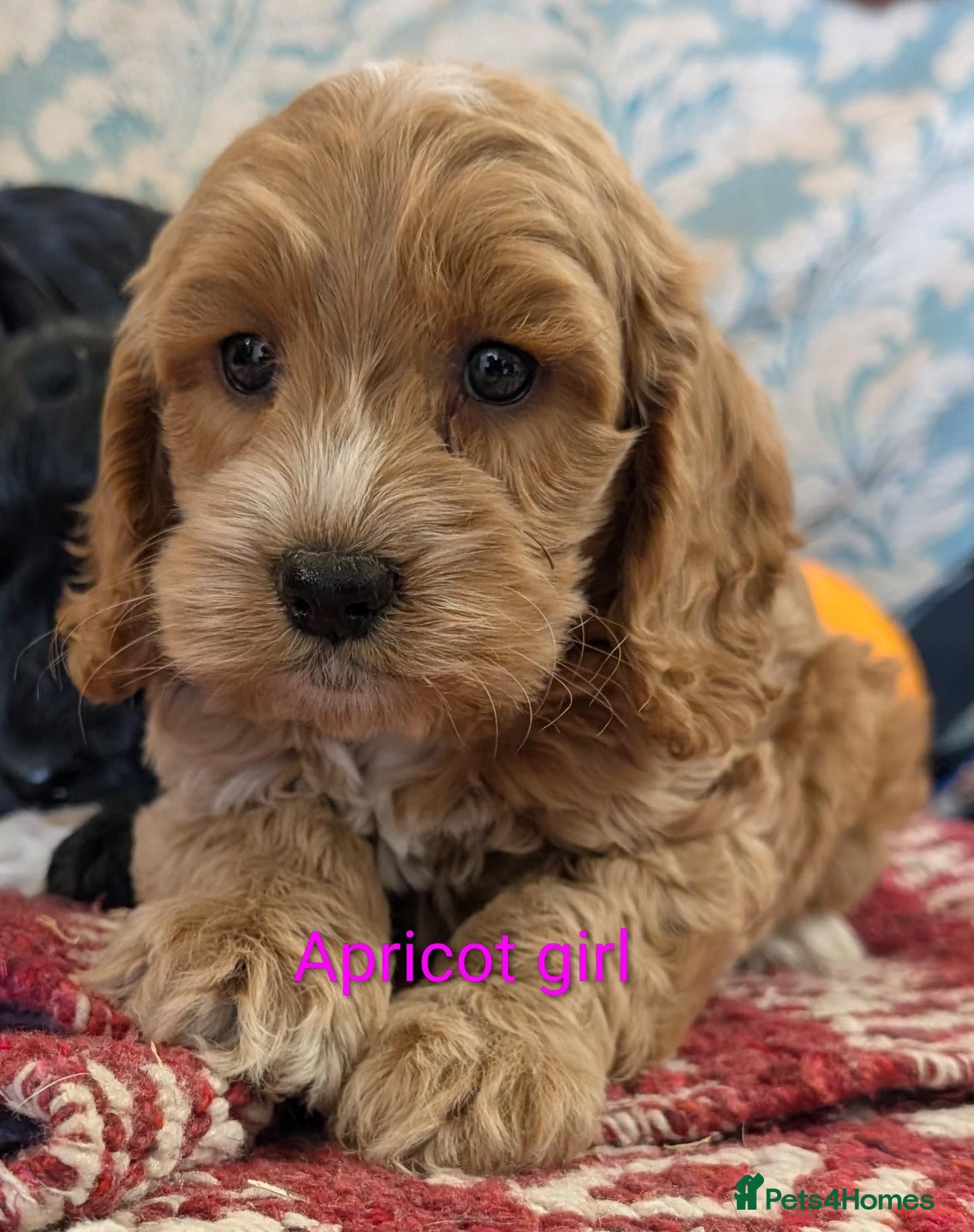 Cockapoo dogs Licensed breeder, health tested F1 cockapoos - Advert 1