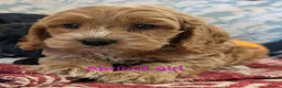 Cockapoo dogs for sale: Licensed breeder, health tested F1 cockapoos - Advert 1