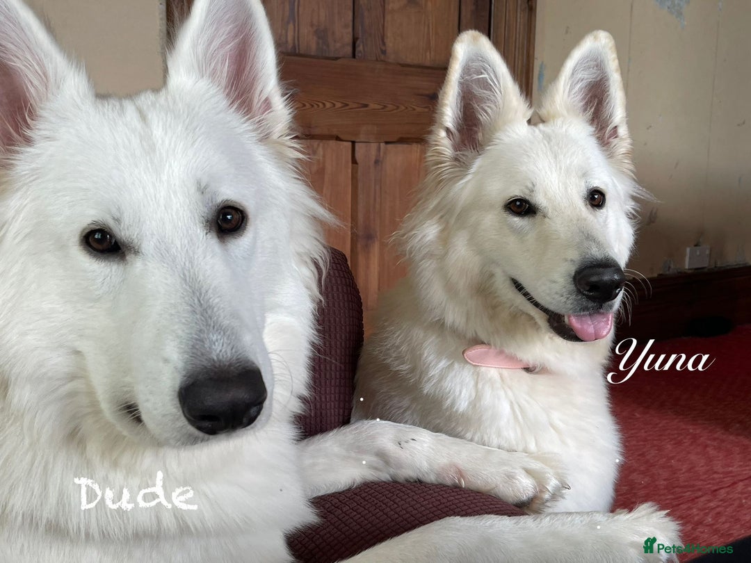 White Swiss Shepherd dogs for sale: White Swiss Shepherd Puppies 🐾🍼KC Registered - Image 15
