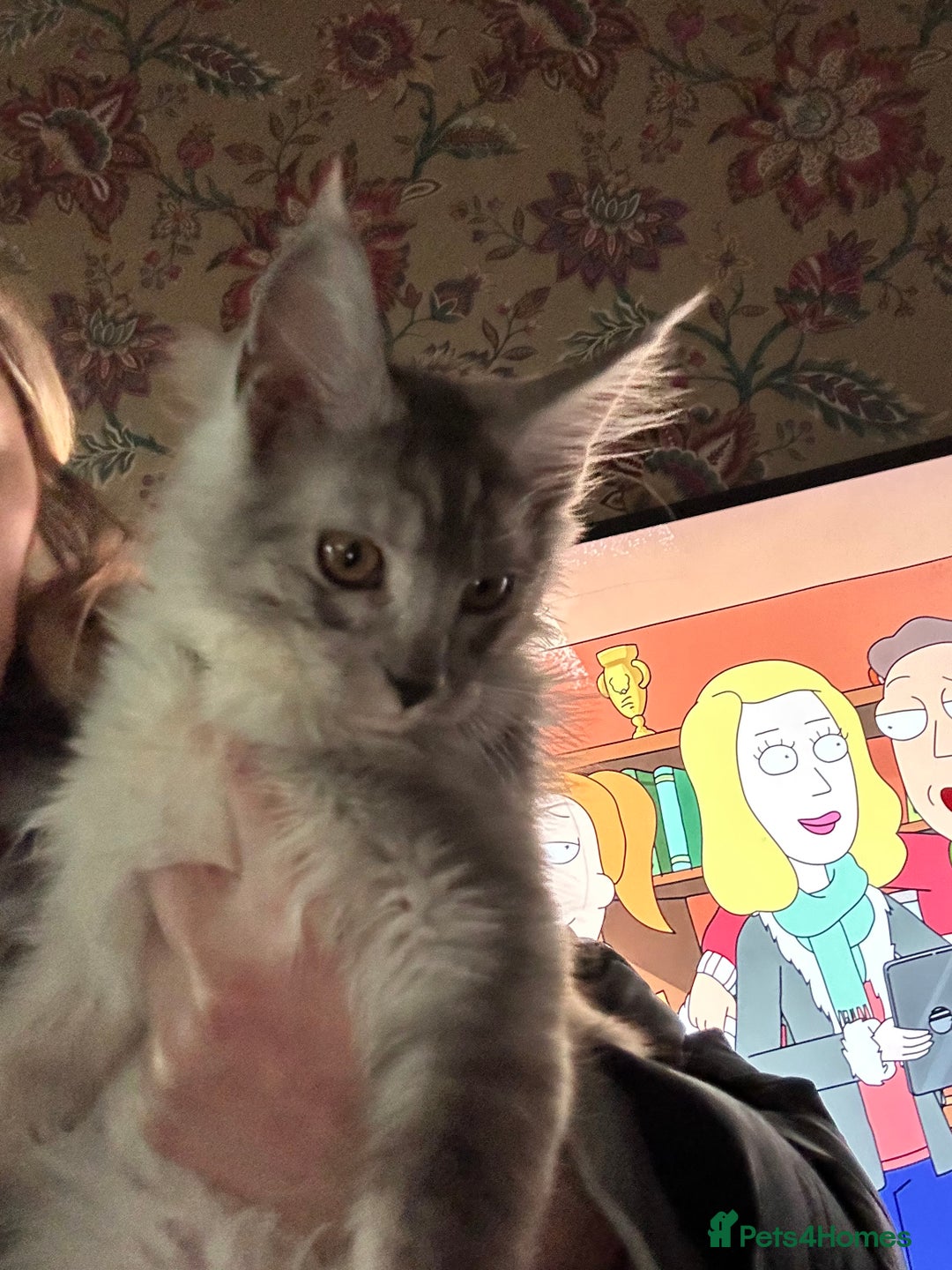 Maine Coon cats for sale: Maine coon kittens  - Advert 13