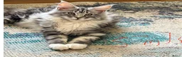 Maine Coon cats for sale: Female maincoon  in Fort William - Advert 6