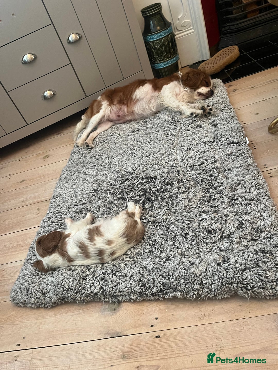 Cavalier King Charles Spaniel dogs for sale: Singleton Blenheim Cavalier Boy – Family Raised - Advert 22